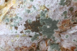 Commercial property mold growth